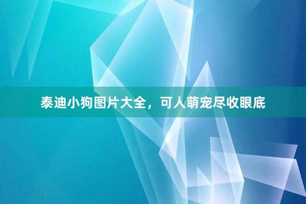 泰迪小狗图片大全，可人萌宠尽收眼底